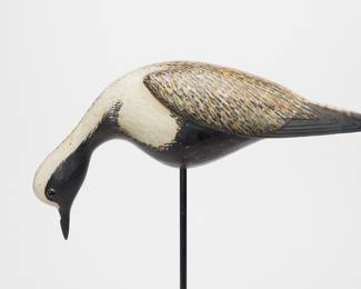 Feeding Golden Plover - Bill Gibian