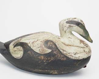 Common Eider Drake - Reggie Birch