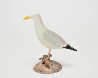 Miniature Herring Gull - Robert Morse