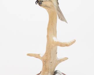 Resting Chickadee - Steve Weaver