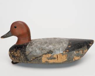 Redhead Drake - Thomas Gelston