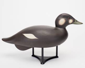 Surf Scoter Hen - Leo McIntosh