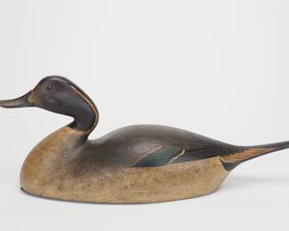 Pintail Drake - Cameron T. McIntyre