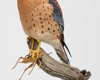 Kestrel with Grasshopper - Jim Hazeley