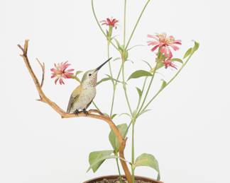 Anna's Hummingbird - Jim Hazeley