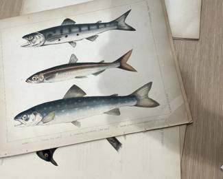 Antique hand colored etchings