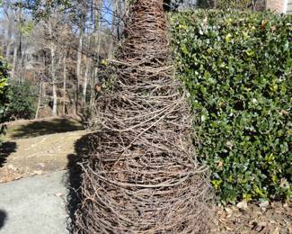 Five Foot Grapevine Tree