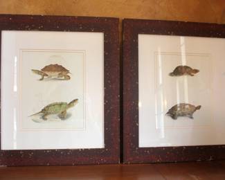 Pair of Turtle Pictures Nicely Framed and Matted. $175.00