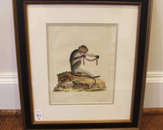 BUY IT NOW! $300.00. Monkeys, Four Hand Colored Engravings, Published Germany 1794. Schreiber, German (18th Century)