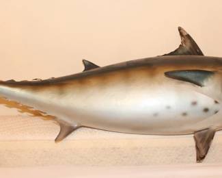 Taxidermied fish.