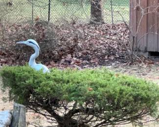 Bird looking for his bird bath.. needs tlc