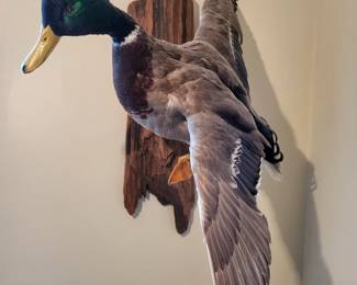 Mallard taxidermy
