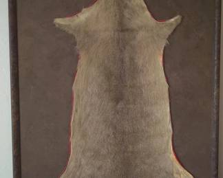 Vintage framed taxidermy hide