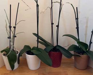 Save The Plants  Orchids