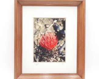 Framed Photography Print California Red Thistle C. D. Clark 11/100