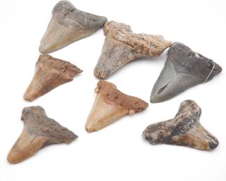 Lot Of 7 Fossilized Shark Teeth