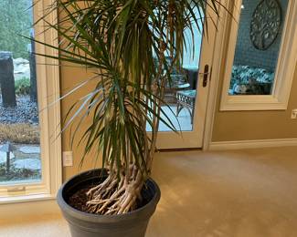 Large 30+ year old Dracaena Marginata plant - excellent condition