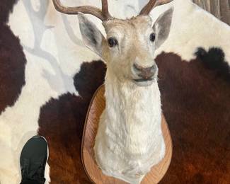 Deer mount
