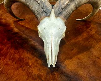 African AOUDAD taxidermy skull