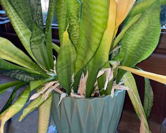 Potted Plant