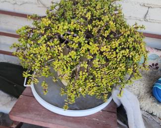 Plants in Pots...