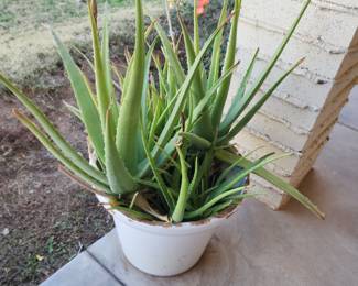 Aloe Vera in Pot..