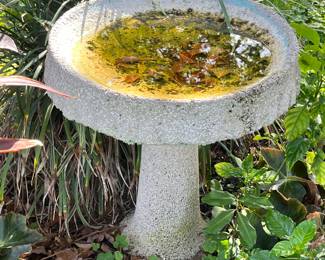 Bird bath 