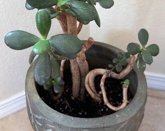 Jade plant