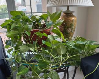 Pothos, table lamp, glass side table