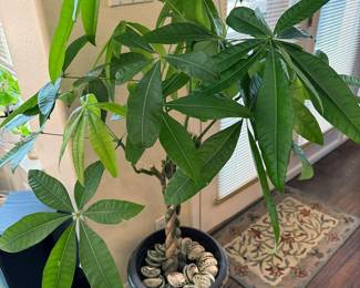 Money tree plant