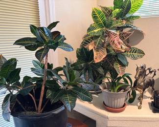 Houseplants