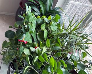 Houseplants
