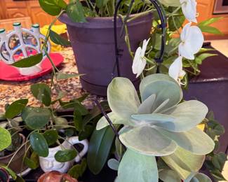 Houseplants
