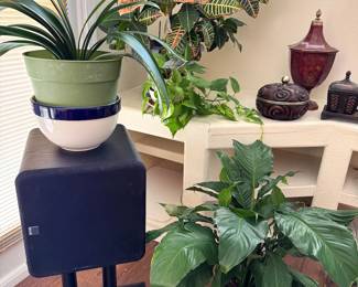 Houseplants