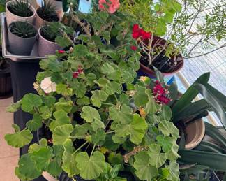 Houseplants