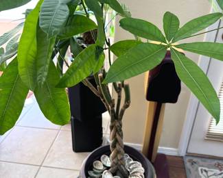Money tree plant