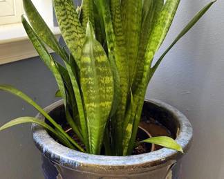 Sansevieria  + ceramic planter