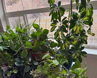 Houseplants