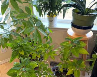 Houseplants