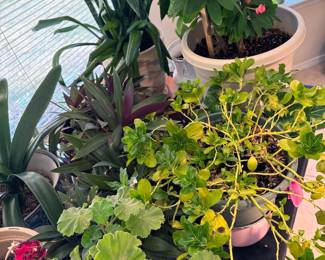 Houseplants