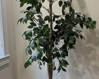 Indoor Ficus Tree