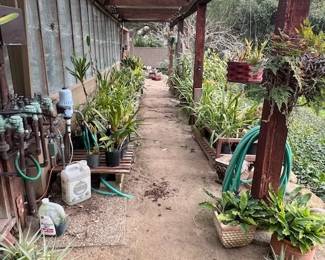 Orchids and More Orchids