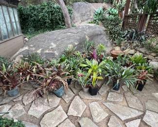 So Many Bromeliads