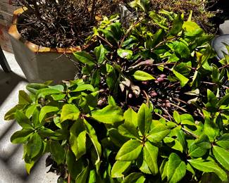 Outdoor Plants / heavy Pots