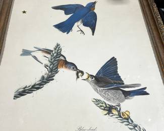 Audubon Engraved Printed Colored c 1881
London app 22” x 18”