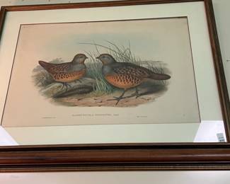 Large J. Gould Lithograph