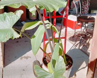 Tropical Plant