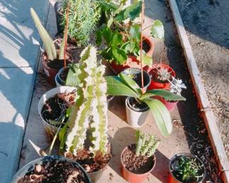 Live Plants, Cactus Plants 