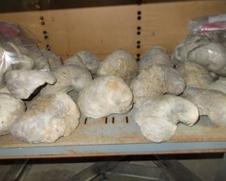   Fossil rocks