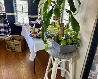 house plants